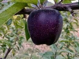 Black Apple Fruit Seeds for Planting - Non-GMO, Unique Varieties for Home Orchards